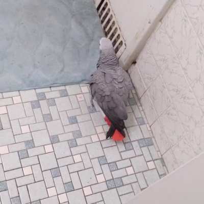 Some people have birds who say sweet nothings like 