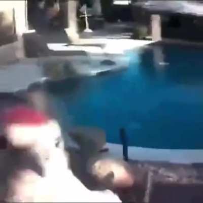 cursed_seagull