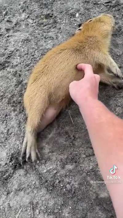 Pets