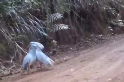 The Kagu, an almost extinct bird, meets his own kind