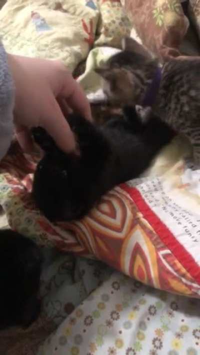 Illegally smol void with illegally smol bites