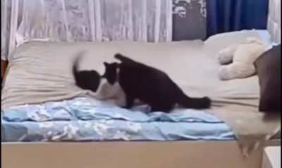 momma cat fixes bed after her kitten messed it up