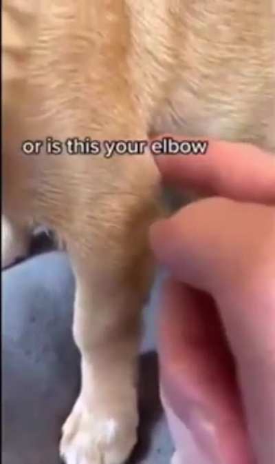 Elbow?