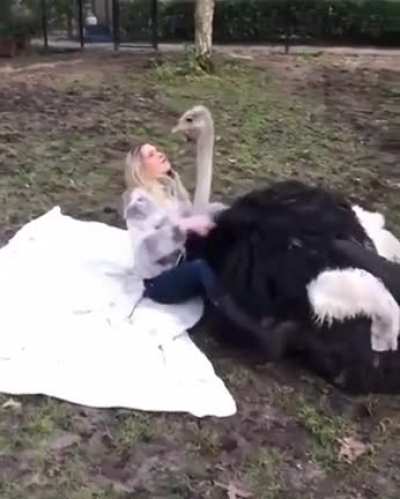 Я те щас такого гуся покажу! (с)