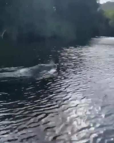 Crocodiles swim way faster than you think.