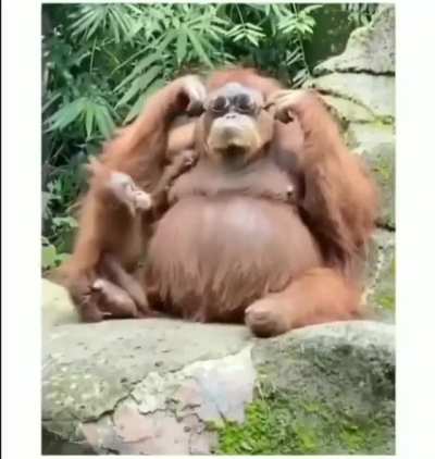 Sunglasses accidentally dropped into a zoo orangutan enclosure
