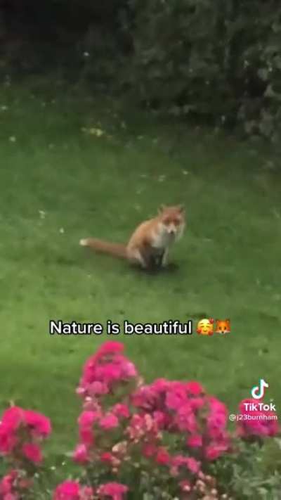 Nature is beautiful