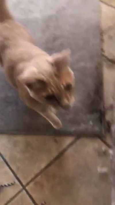 Tuna with Raspy squeaks