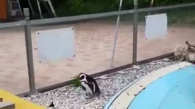 Penguin chasing a butterfly