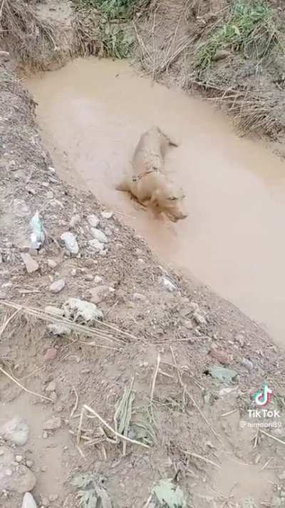 The elusive, North American mud seal
