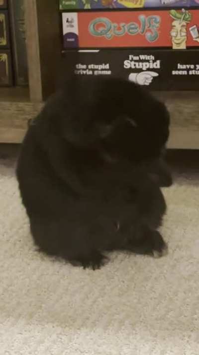 The last little mlem at the end 😍