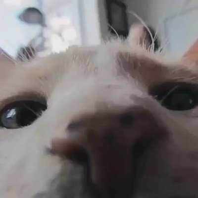 Gatitos