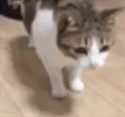 MeOw