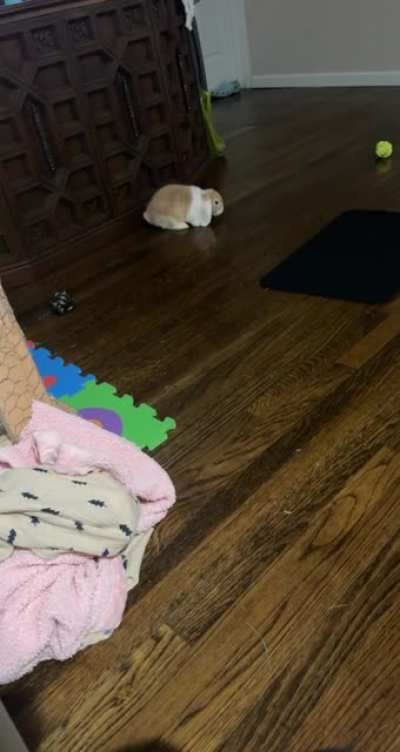 BINKIES? or MITES?