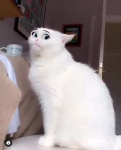 Cat with eyes!