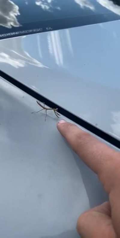 Mantis
