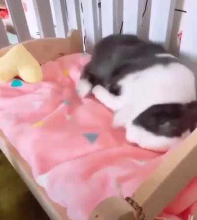 Preparing the bed