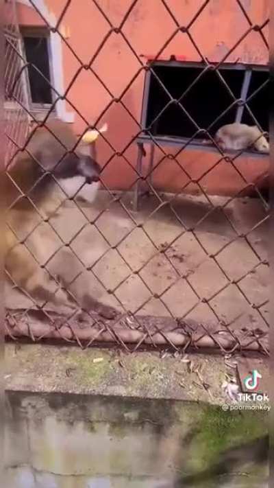 Monkey 😡