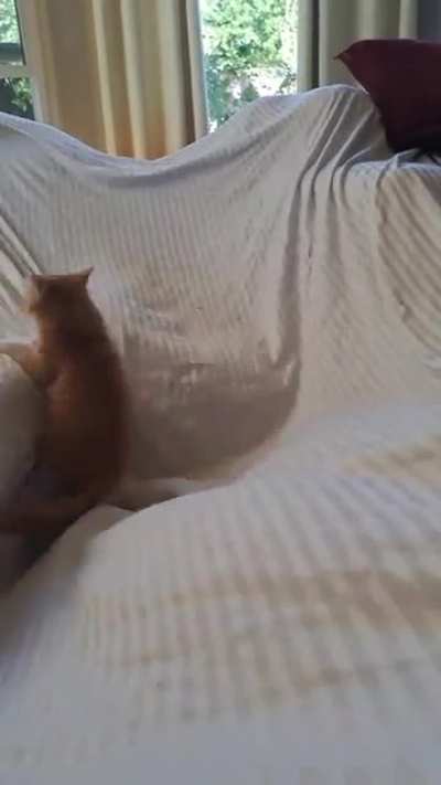 Kitten pouncing around!