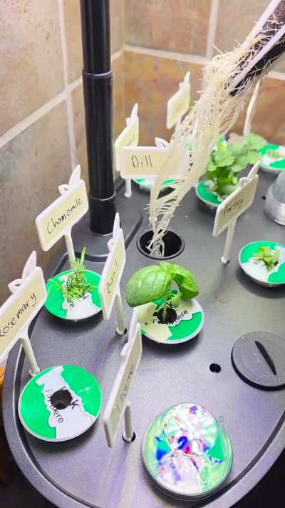 Basil roots vs Dill roots