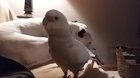 You want some wing pats!