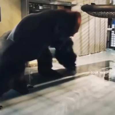 Monkey