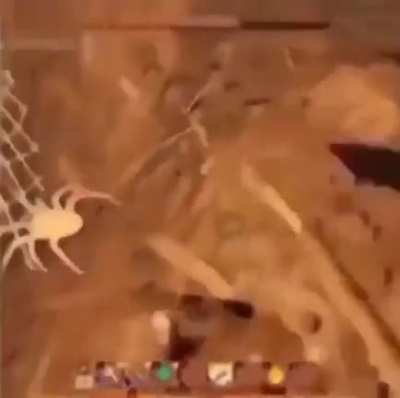 little spider