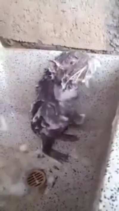 A Rat bathing with soap 🚿🧼
