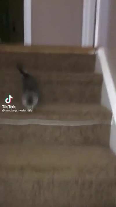 ª