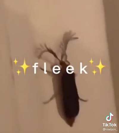 But legit what bug is that?