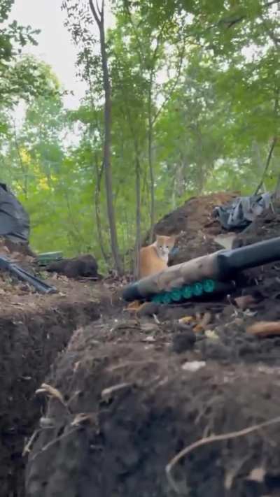Ukrainian Battle Cat gives soldiers mental strength under artillery fire