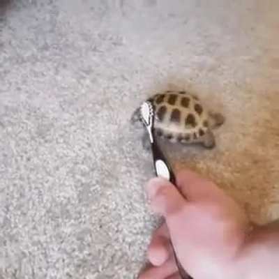 🐢🐢