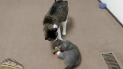 Our new kitten meeting our 4 year old cat :)