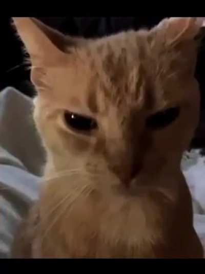 😾