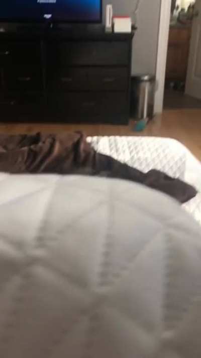 Failed attack from illegally smol cat