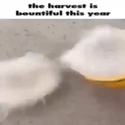 harvest