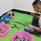 mother pug playing rock-paper-scissors to win back her pups