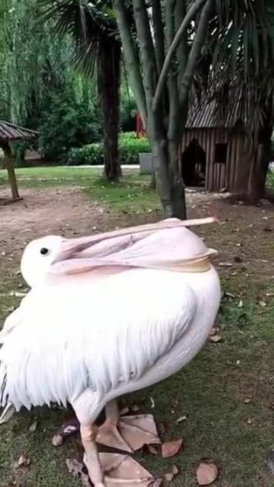 A pelican yawns