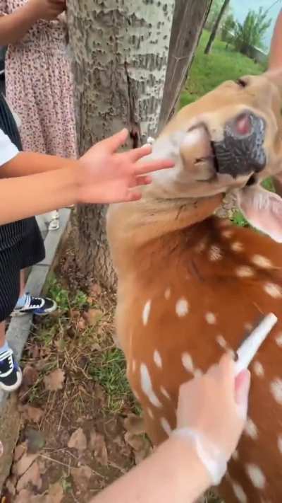 The deer likes to be brush