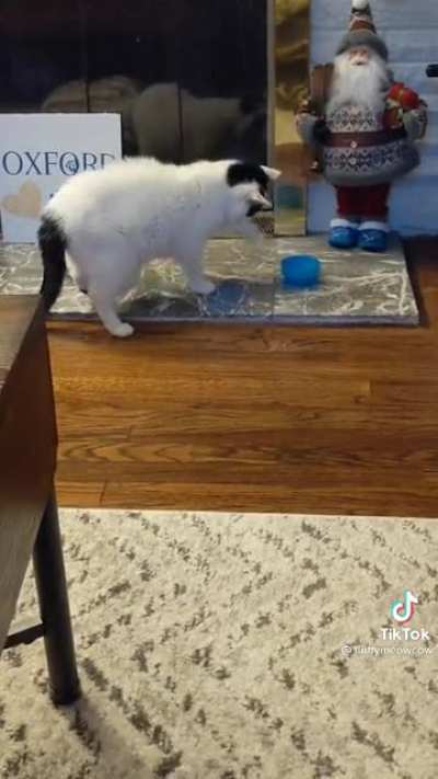 Cat tries to knock over water bowl