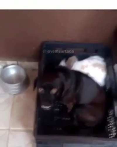 Macãonha