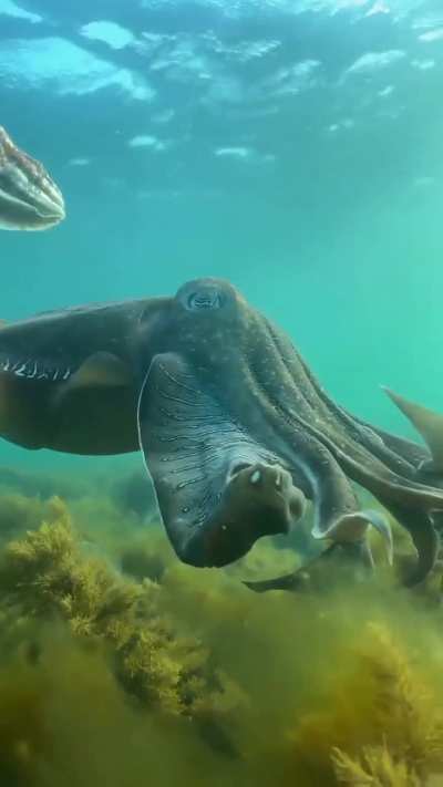 Absolute Unit of Cephalopod 