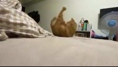 Cats will be cats...
