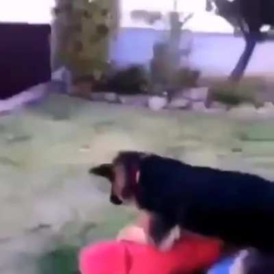 Parece que esta vio el goliat