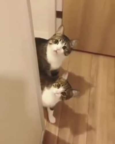 Who are you, human?