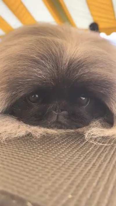 Am I cute ?😇