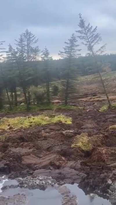 The hills are alive
