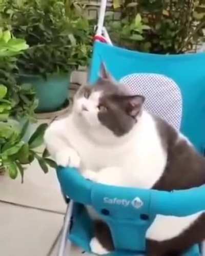 Absolute unit.