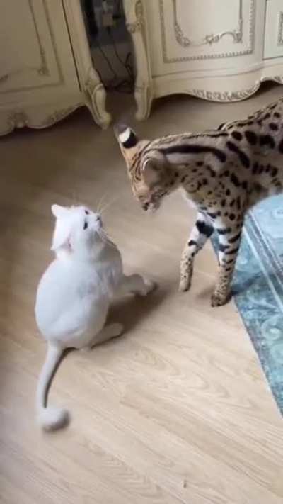 Котики