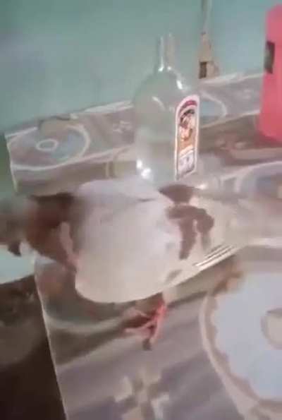Buddy got hammered 🕊